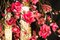 Großer Runder Flower Power Kronleuchter in Fuchsia mit 24 Karat Goldpfeifen von Vgnewtrend, Italien 7