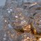 Große Einbauleuchte aus Glas, Messing und Nickel von Doria, 1960er 5