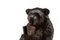 Antique Victorian Black Forest Carved Bear Match Stand 3