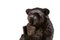 Antique Victorian Black Forest Carved Bear Match Stand, Image 3