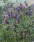 Georgij Moroz, Lilac Flowers, Öl auf Leinwand, 2005 2