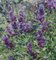 Georgij Moroz, Lilac Flowers, Öl auf Leinwand, 2005 3