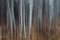 Imágenes de menta, un bosque de álamos en otoño. Troncos finos y blancos de The Quaking Aspen con poca luz y papel fotográfico, Imagen 2