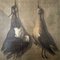Heinrich Lihl, Still Life of Birds, 1780, Oil on Canvas, Image 10