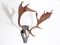 Mounted Swedish Moose Antlers 3