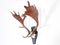 Mounted Swedish Moose Antlers 4