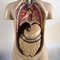 Vintage Anatomic Model, 1920s 4