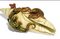 Keramischer Hummer und ein Drachenkämpfer auf einer Muschel, Reissner, Stellmacher & Kessel zugeschrieben, 1900 1