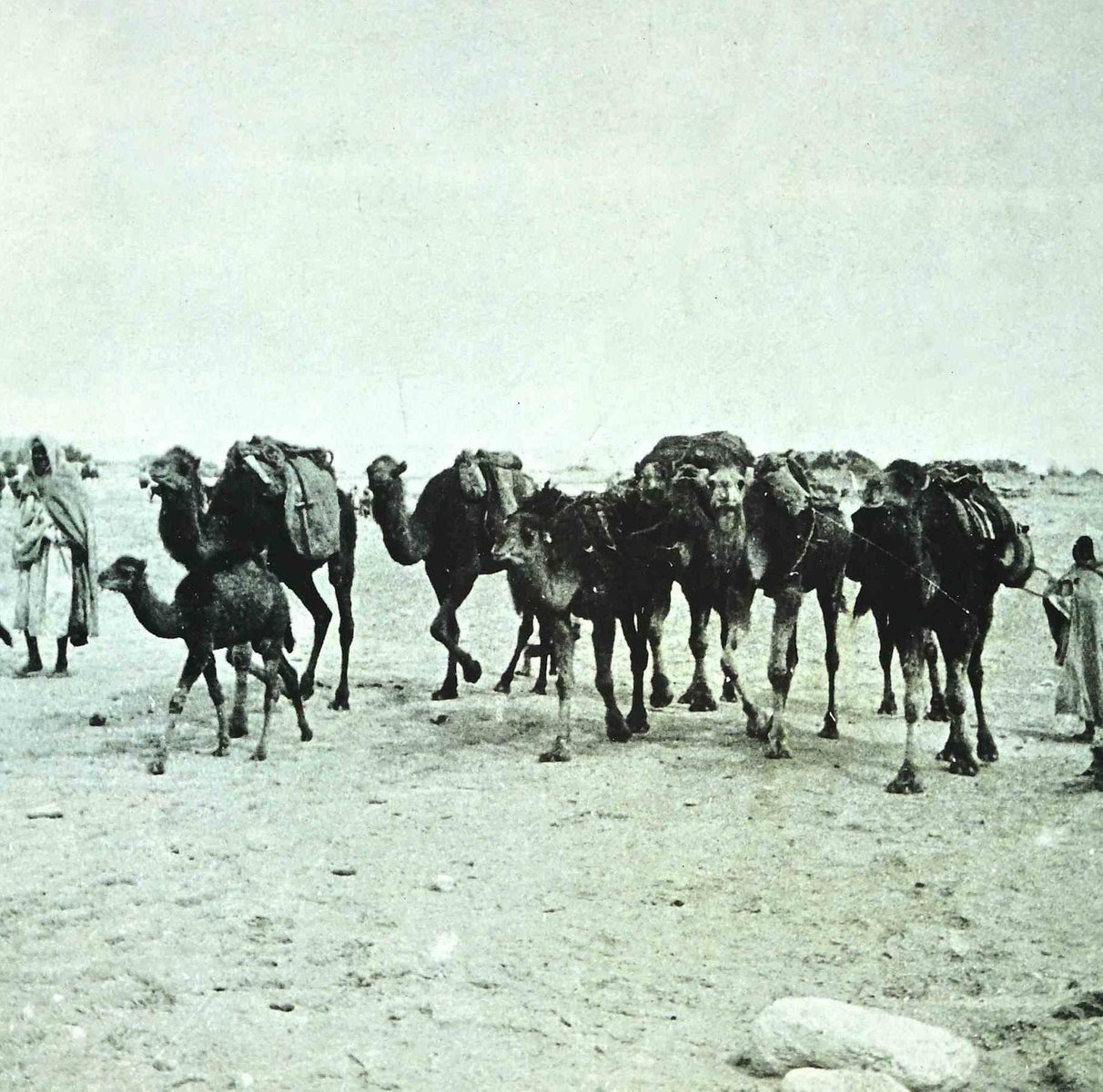 Bettino Craxi, Tunisian Camels, Original Photolithograph, 1990s for 