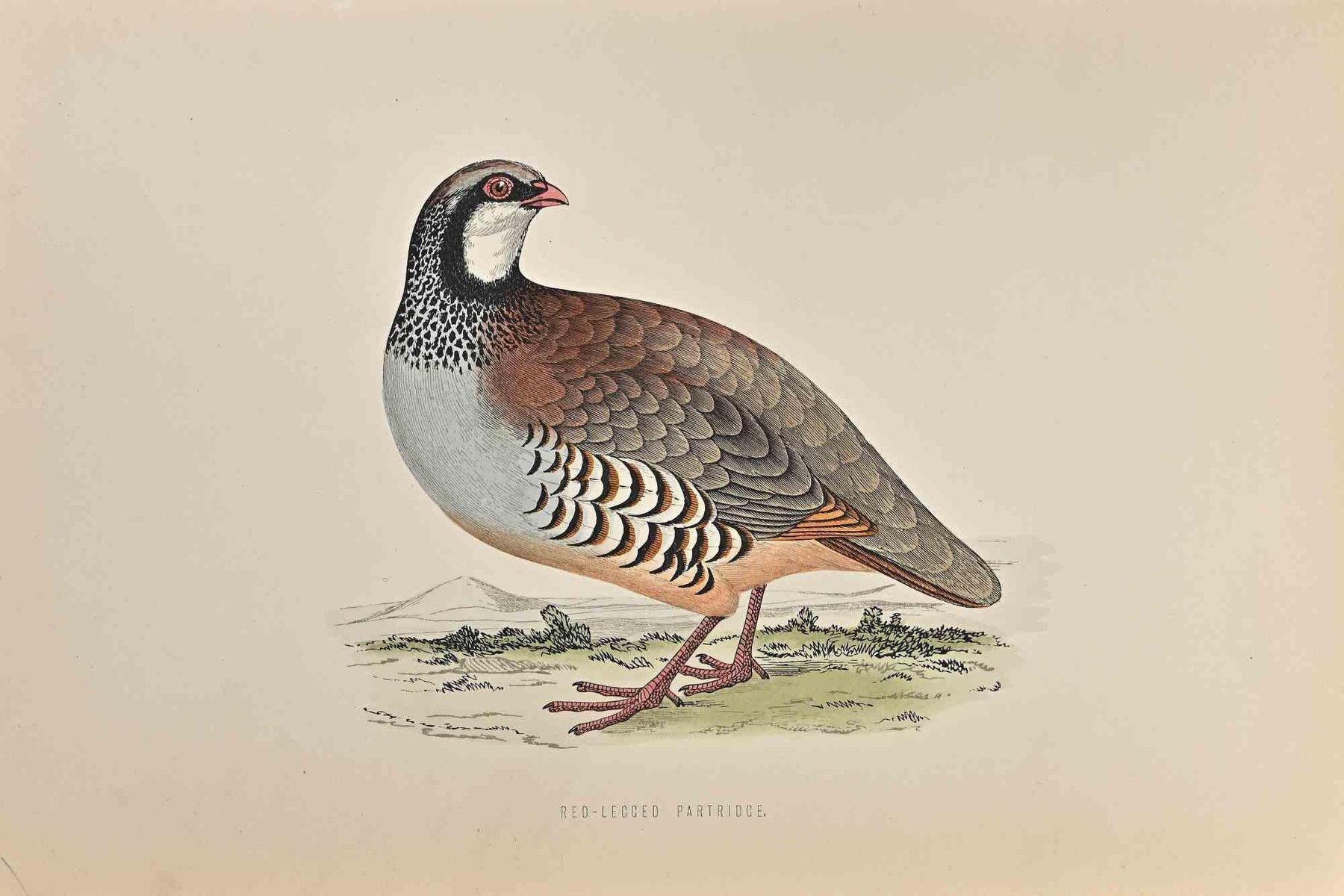 Alexander Francis Lydon, Red-Legged Partridge, Original Woodcut Print ...