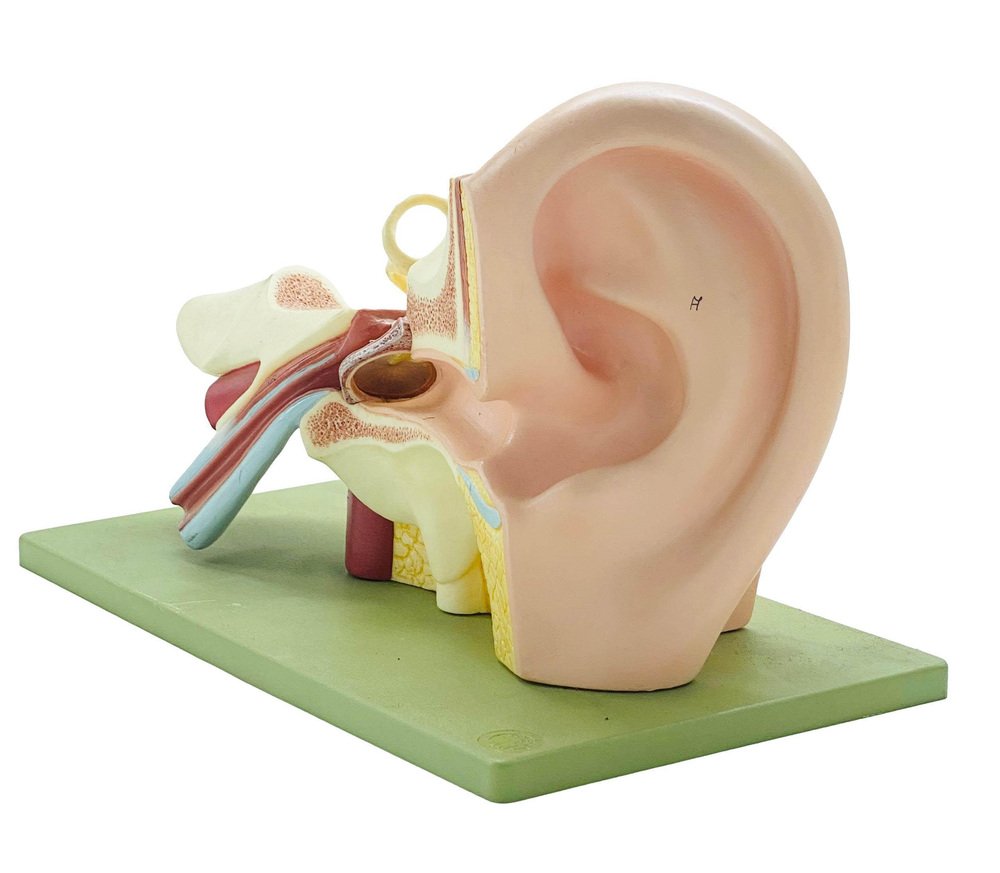 Anatomical Model of the Human Ear from Somso, 1950s for sale at Pamono