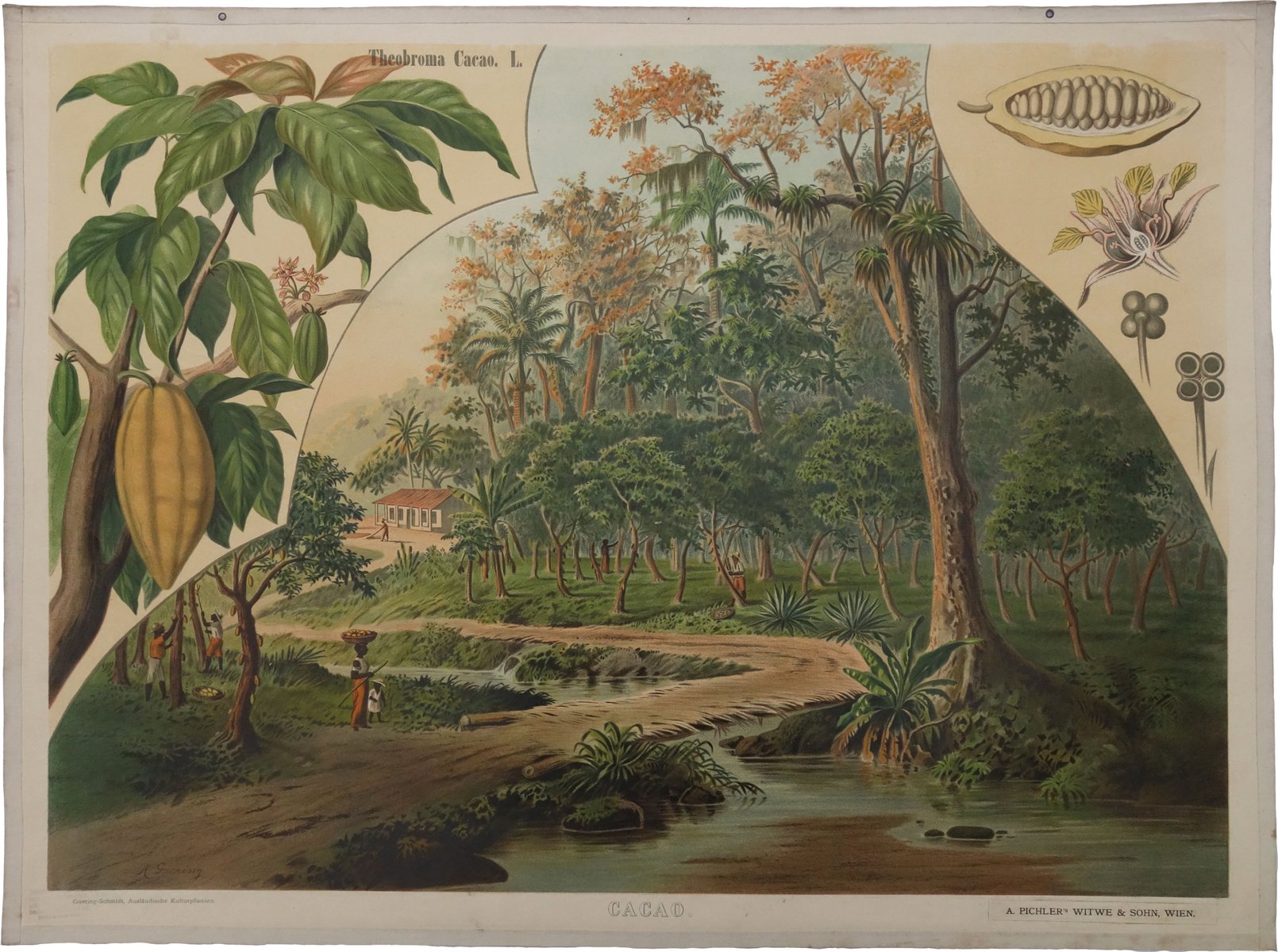 antique german wall chart of a cocoa plantation by goering schmidt for f e wachsmuth 1