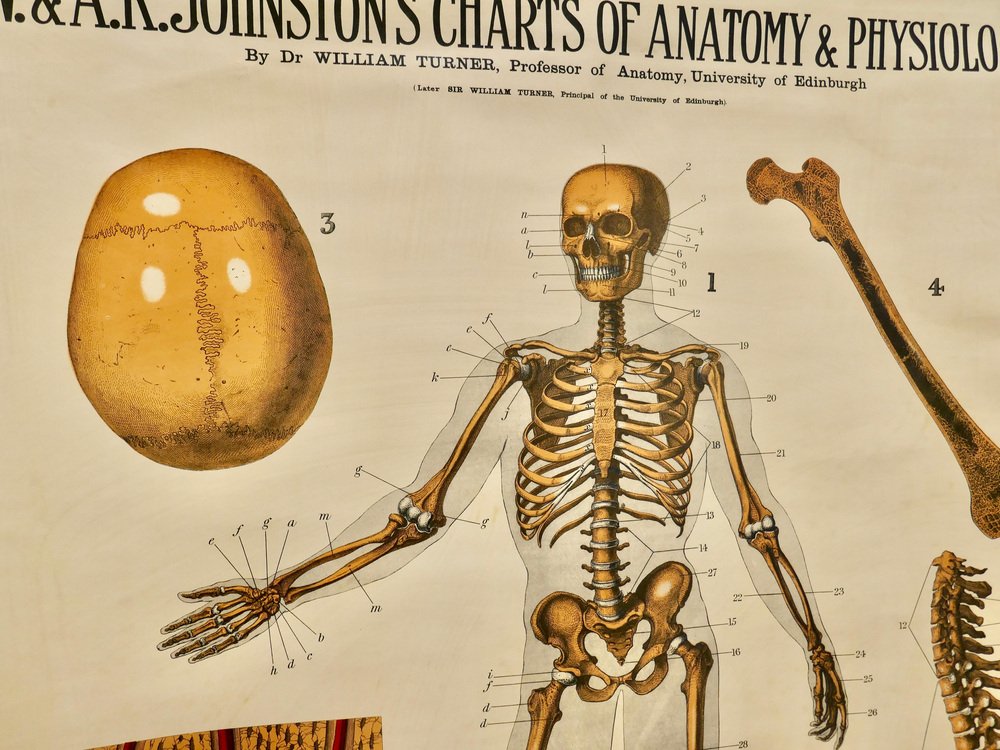 Large University Anatomical Bones Chart by Turner, 1920s for sale at Pamono