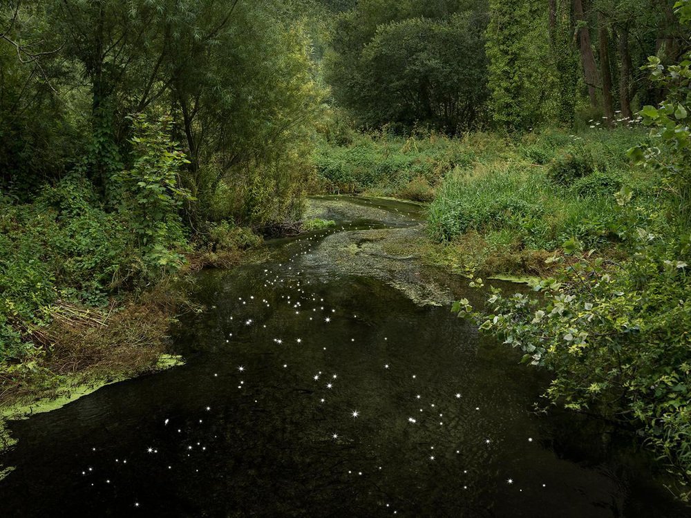 Ellie Davies, Chalk Streams 10, Photograph, 2023 for sale at Pamono