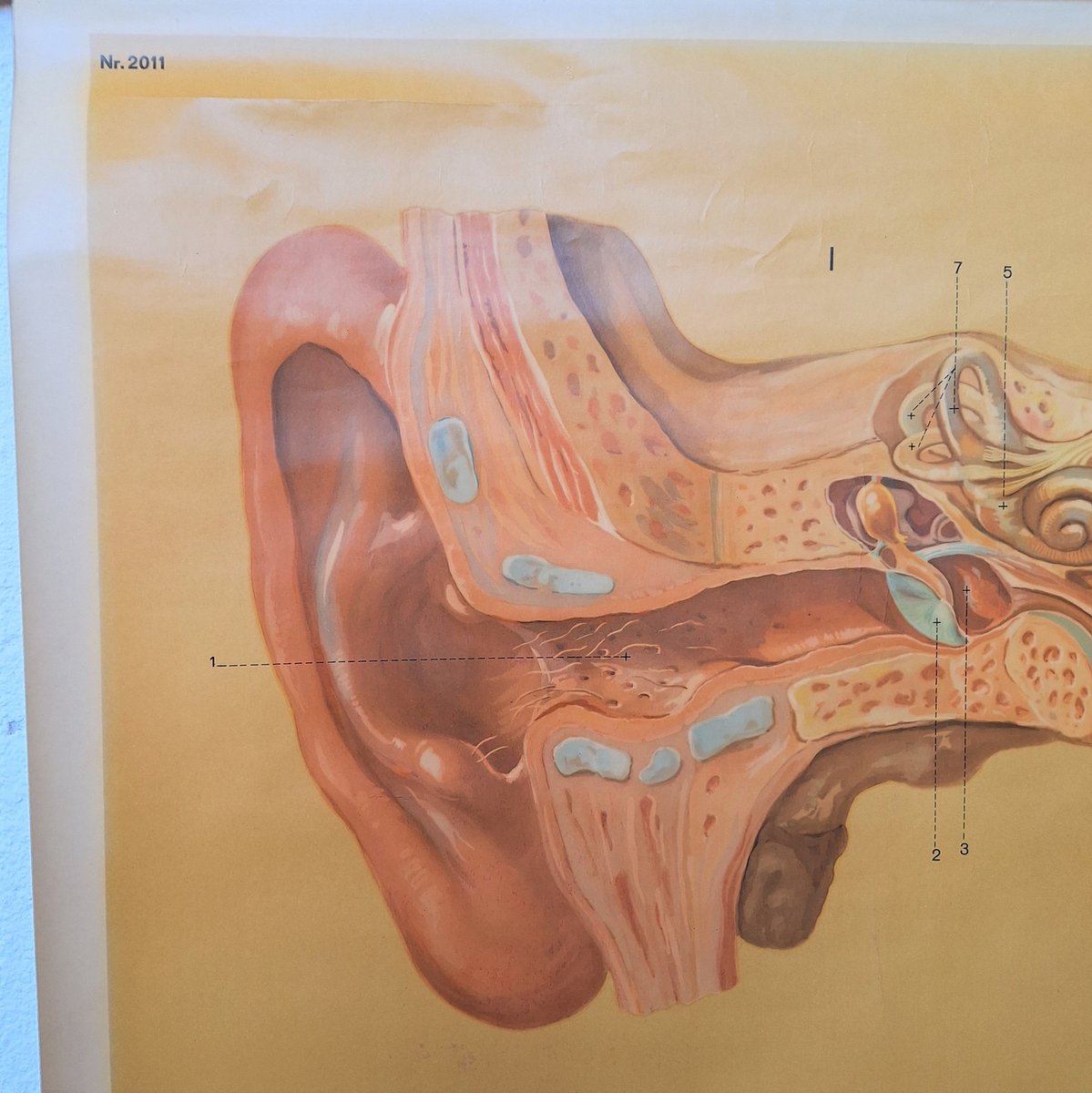Vintage Training Poster of the Ear, 1930-1940 for sale at Pamono