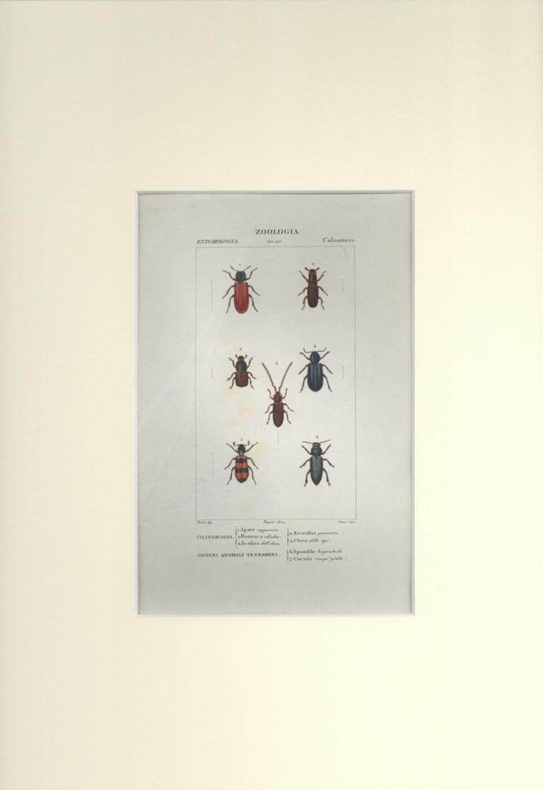 Pierre Jean François Turpin, Coleoptera, Etching, 1831 for sale at Pamono