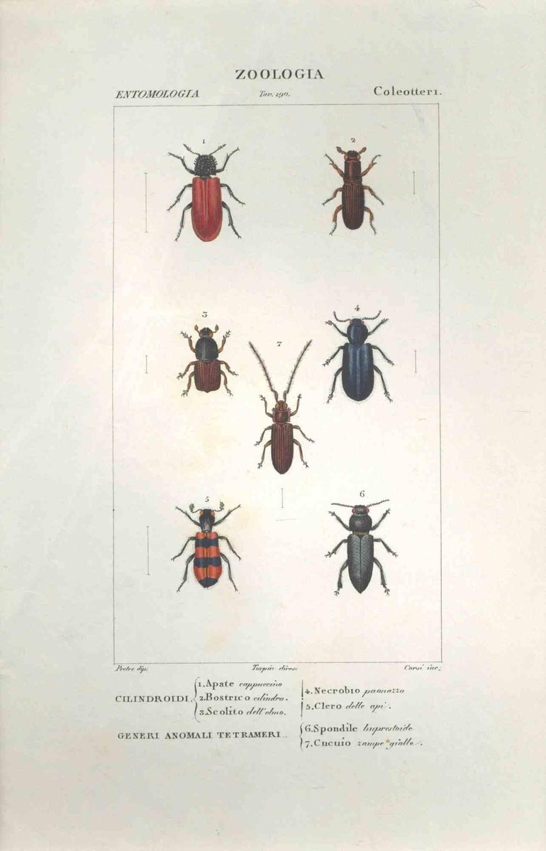 Pierre Jean François Turpin, Coleoptera, Etching, 1831 for sale at Pamono