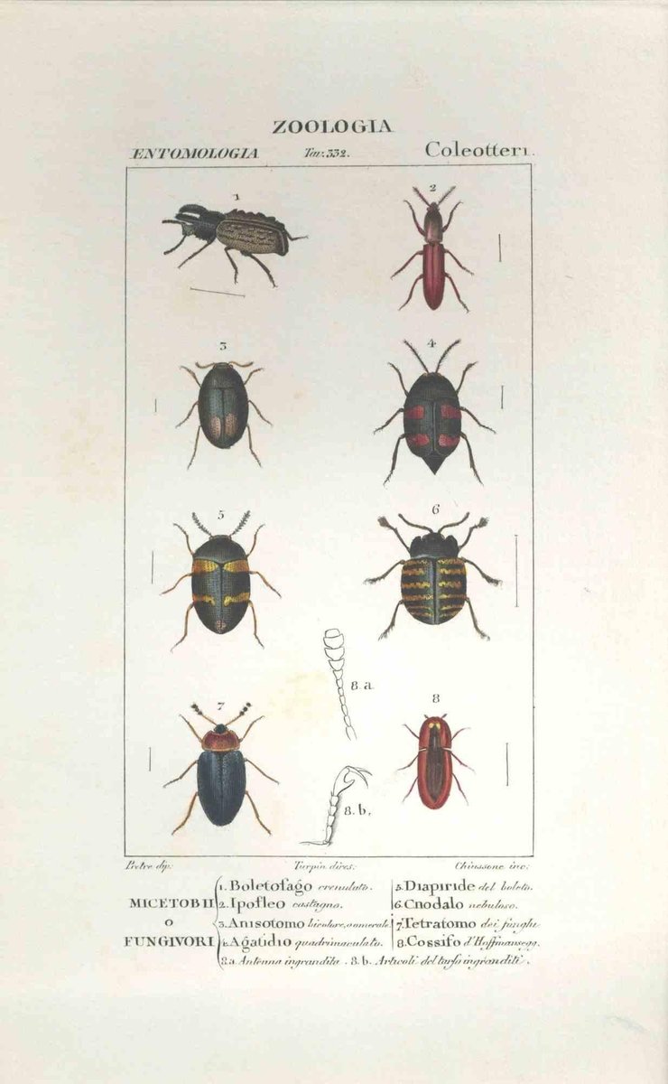Pierre Jean François Turpin, Coleoptera, Etching, 1831 for sale at Pamono