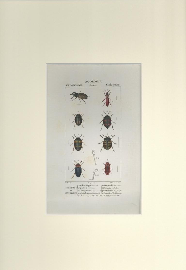 Pierre Jean François Turpin, Coleoptera, Etching, 1831 for sale at Pamono