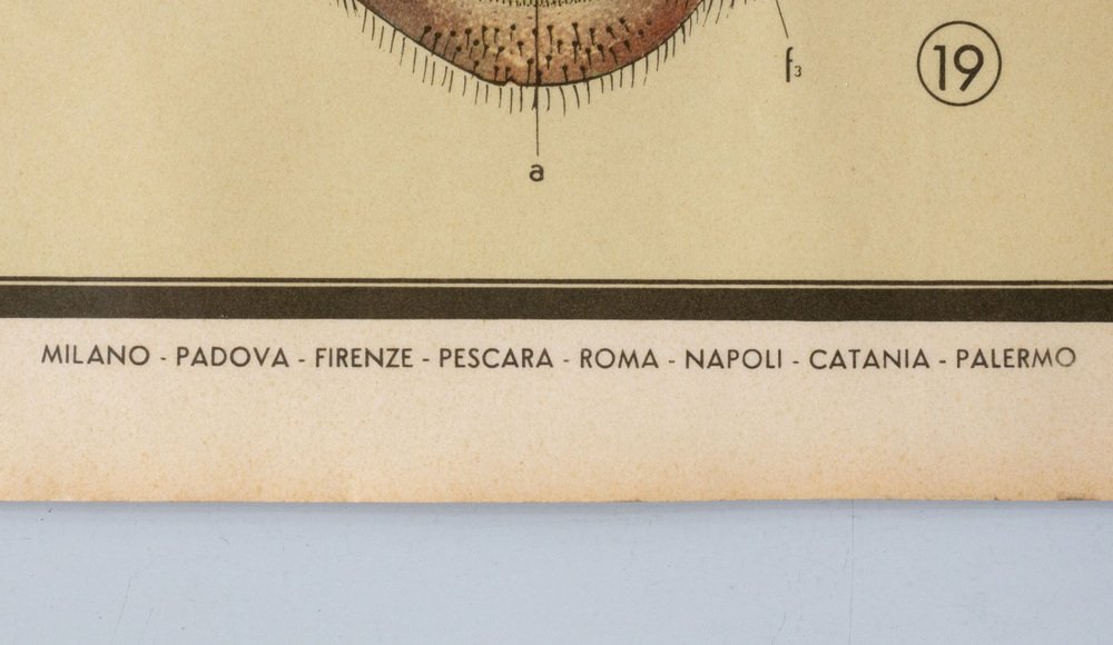 Paravia Educational Poster Depicting Insects and Arachnids from G.B. Paravia ...