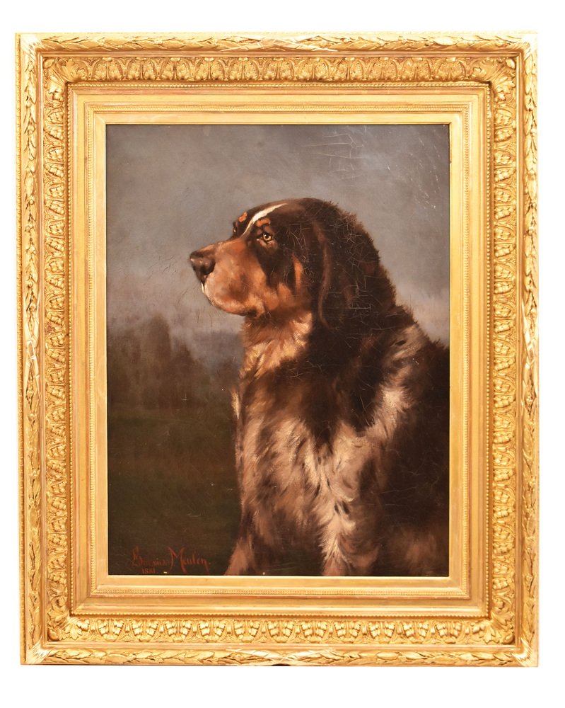 Bovaro del Bernese: carattere e prezzo