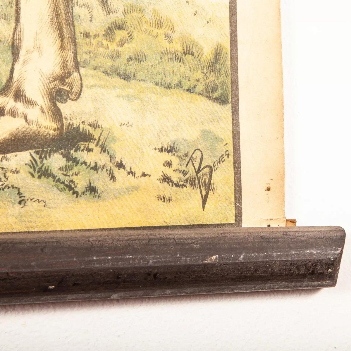 Vintage Educational Butchering Chart for sale at Pamono