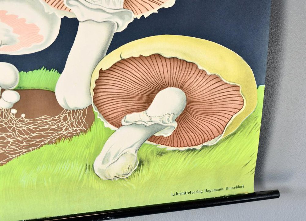 Wall Chart of the Mushroom by JungKochQuentell, 1950s for sale at Pamono