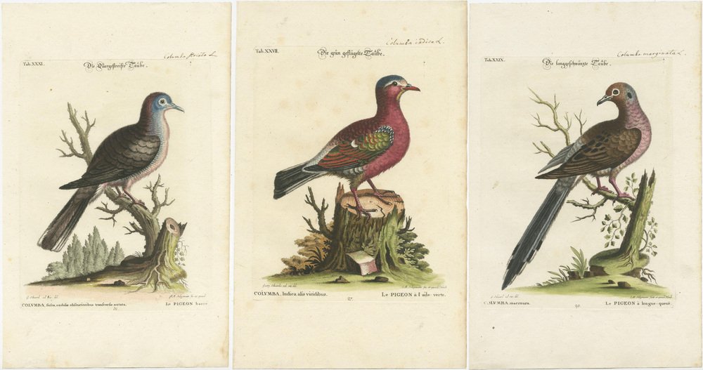 After George Edwards, Exotic Pigeons, Hand-Colored Engravings, 1770s ...