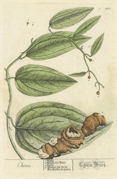 Blackwell, Botanical Illustration of Chinaroot, Print for sale at Pamono
