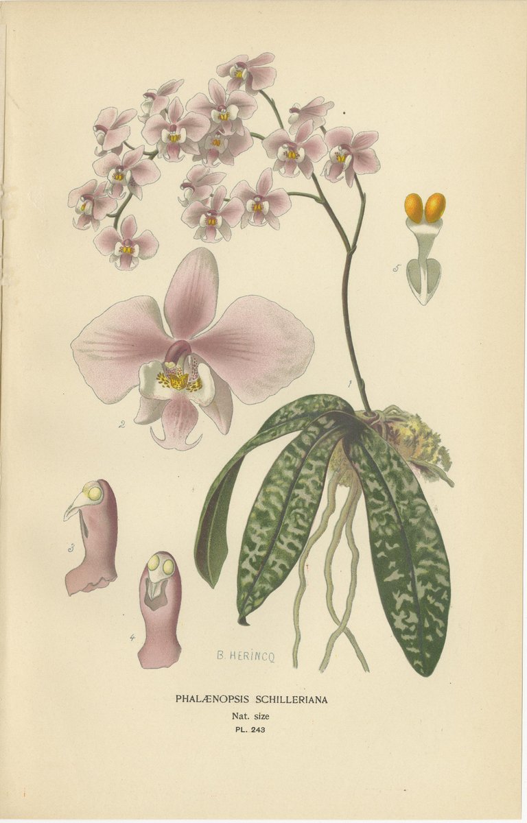 Edward Step, Moth, Vanda & Fox Brush Orchids, 1897, Drucke, 3er Set bei ...