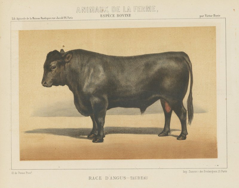 Olivier De Penne, Angus Bull, Scottish Cattle, 1863, Chromolithograph ...