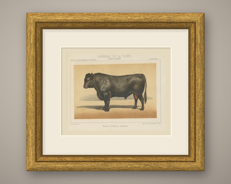 Olivier De Penne, Angus Bull, Scottish Cattle, 1863, Chromolithograph ...