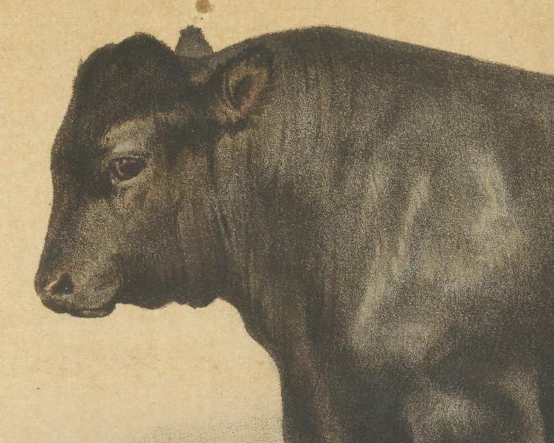 Olivier De Penne, Angus Bull, Scottish Cattle, 1863, Chromolithograph ...
