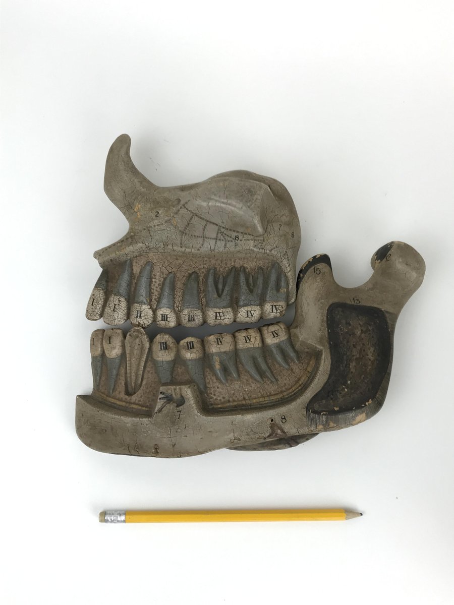 Anatomical Model of Human Jaw in Cauchu, England, 1940s for sale at Pamono Biology Diagrams